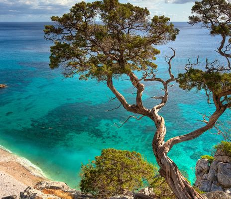 Baum am Strand von Sardinien