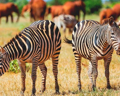 Zwischen wilder Savanne und dem Traumstrand am Indischen Ozean-3