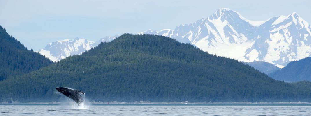 Wal springt im Glacier Bay Nationalpark aus dem Wasser