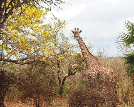 Inselträume und Safariabenteuer in Ostafrika-0