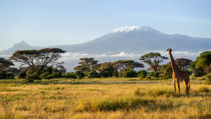 Giraffe im Amboseli Nationalpark