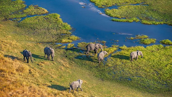 Luftaufnahme von einer Elefantenherde bei einer Flugsafari in Botswana am Okavango Delta