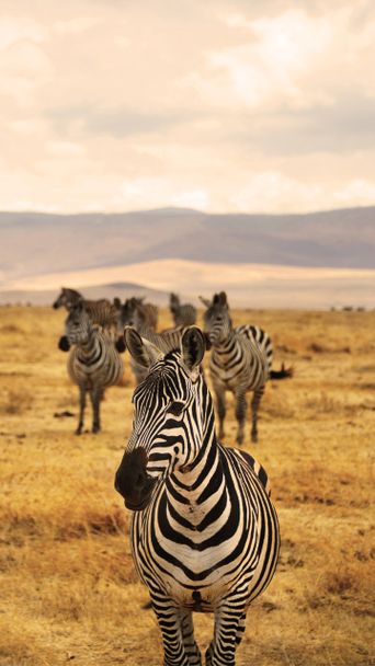 Zebras in Tansania