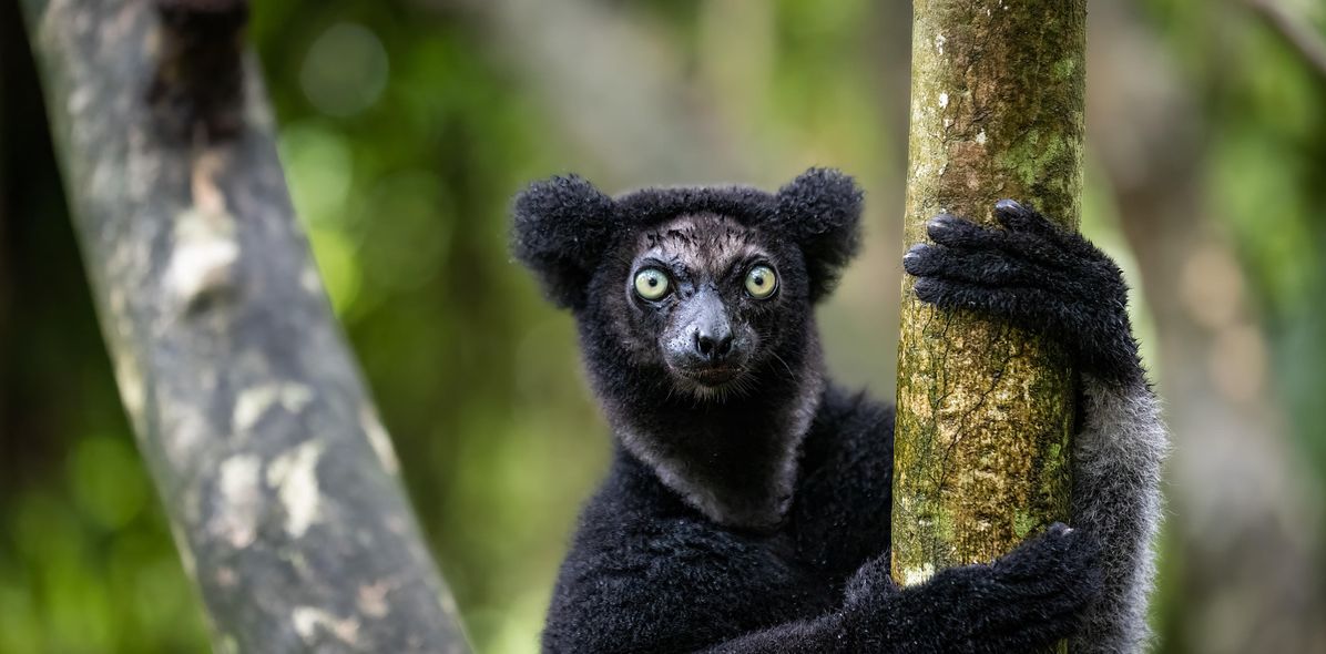 Madagaskar