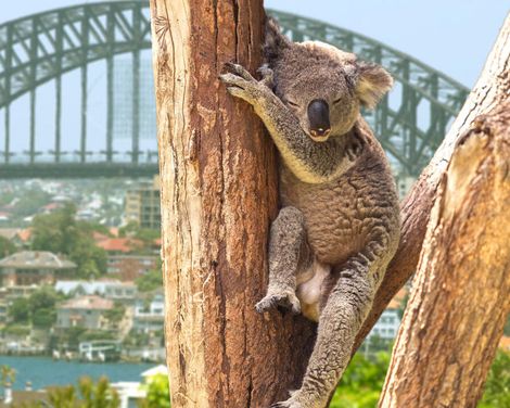 Kreuzfahrt mit der Quantum of the Seas von Brisbane bis Seattle inkl. Vorprogramm in Australien