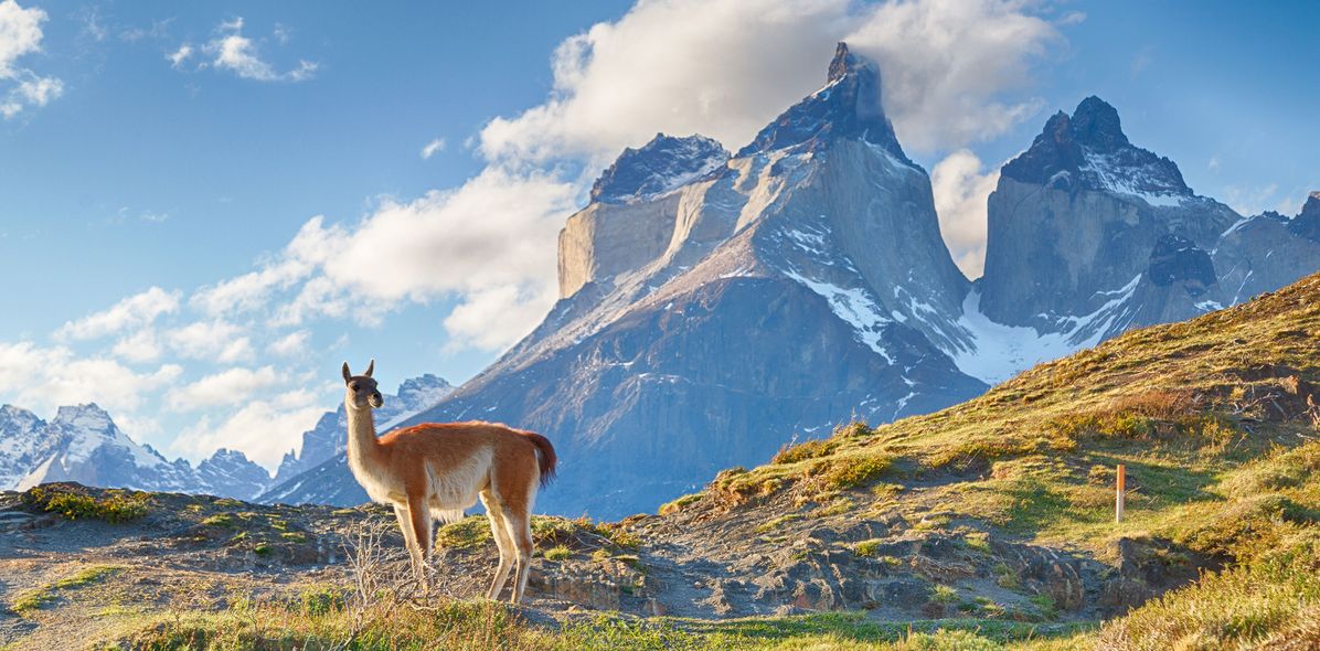 Lama in Patagonien