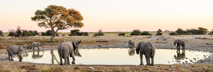 Elefantenherde an einer natürlichen Wasserstelle in der Savanne Namibias