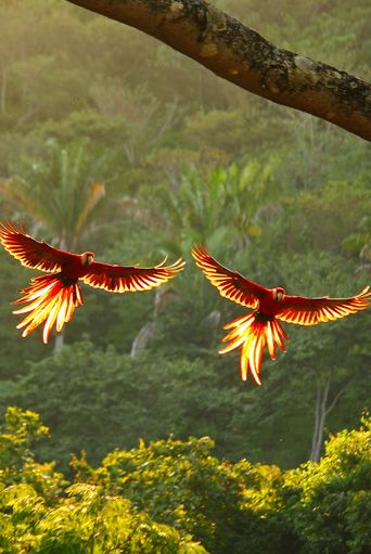 Zwei rote Aras fliegen über den Regenwald von Costa Rica bei warmem Licht
