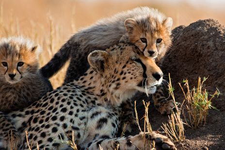 Geparden Familie in Afrika