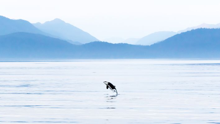 Orca springt aus ruhigem Meer vor nebeliger Bergkulisse in Alaska