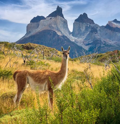 Lama in der Landschaft von Chile