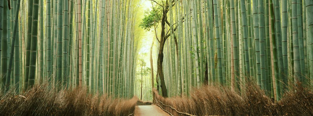 Bambuswald in Kyoto