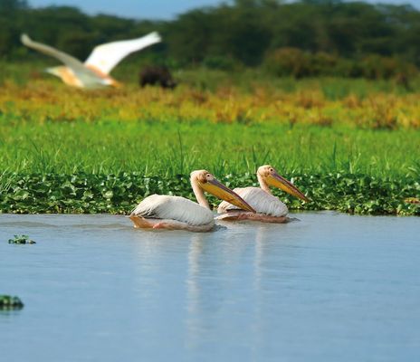 Pelikane in Kenia