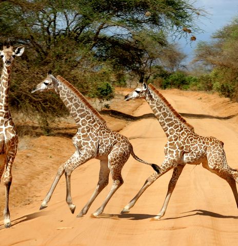 Giraffen im Tsavo Nationalpark