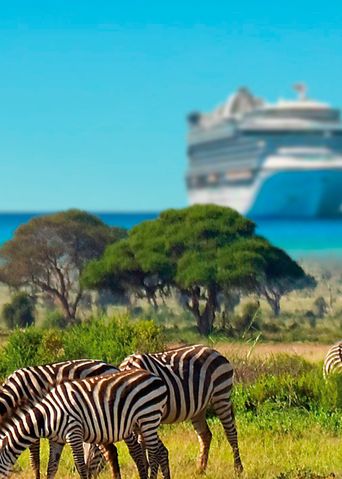 Zebras am Meer vor Kreuzfahrtschiff