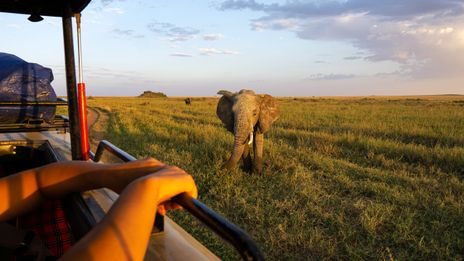 Elefant auf einer Safari