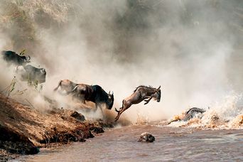 Gnus in Afrika