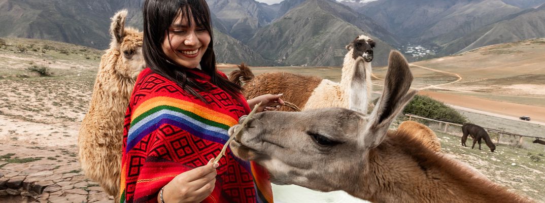 Eine Frau Füttert ein Alpaka in den Anden von Peru