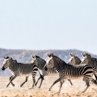 Hartmann-Bergzebras laufen durch eine bergige Landschaft im Norden Namibias