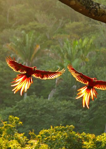 Zwei Papageien fliegen im Regenwald von Costa Rica
