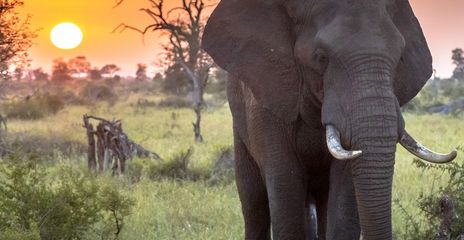 Elefant bei Sonnenuntergang