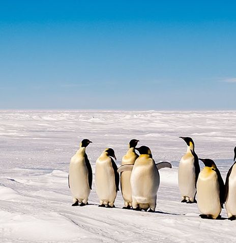 Pinguine in Eiswüste