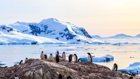 Pinguine auf Felsen in Antarktis