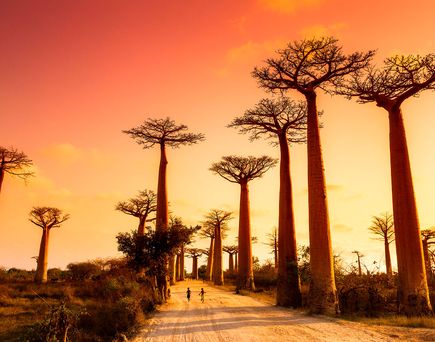 Bäume in Madagaskar