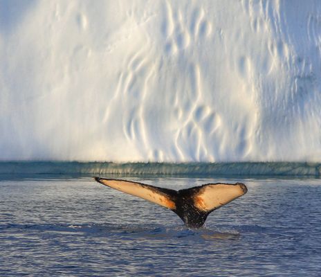 Eine Walflosse schaut aus dem Wasser