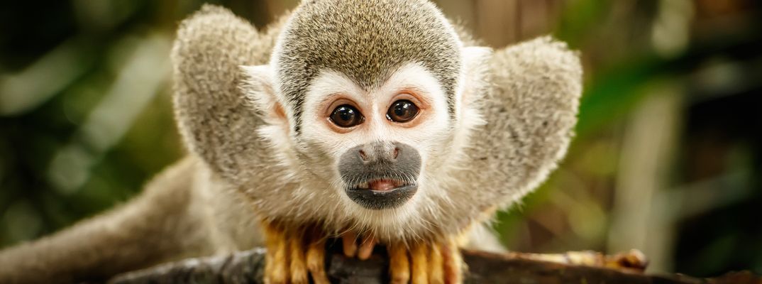 Junges Äffchen mit großen Augen im dichten Grün des ecuadorianischen Regenwalds