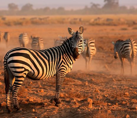 Zebras im Amboseli Nationalpark