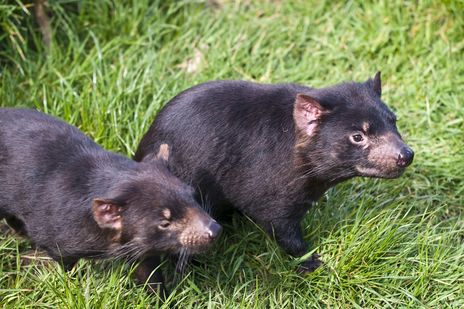 Tasmanischer Teufel in Australien