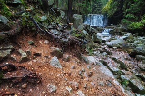 Wanderpfad im Karkonosze-Nationalpark mit Wurzeln, Felsen und dichtem Wald