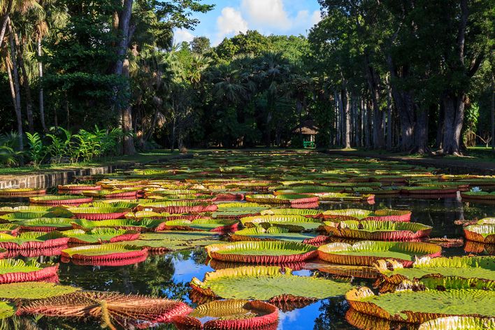 Botanischer Garten in Mauritius