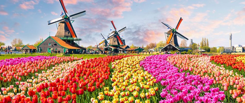 Tulpenfelder vor Windmühlen in den Niederlanden