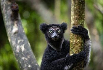 Madagaskar