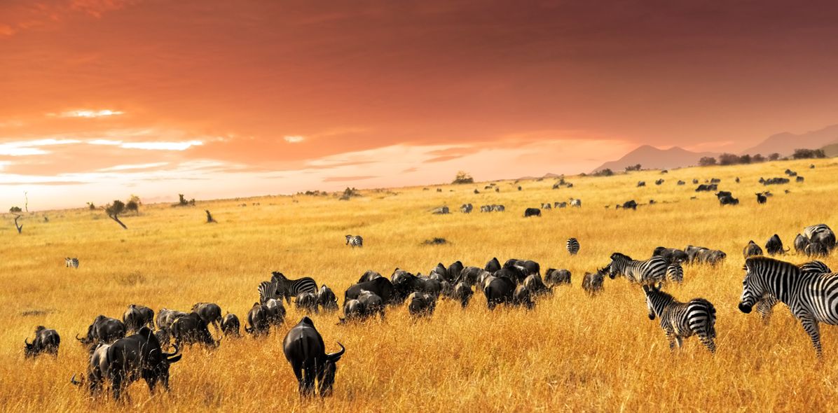 Zebras im Masai Mara Nationalpark in Kenia, Afrika