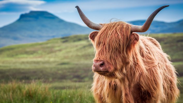 Hochlandrind in Schottland