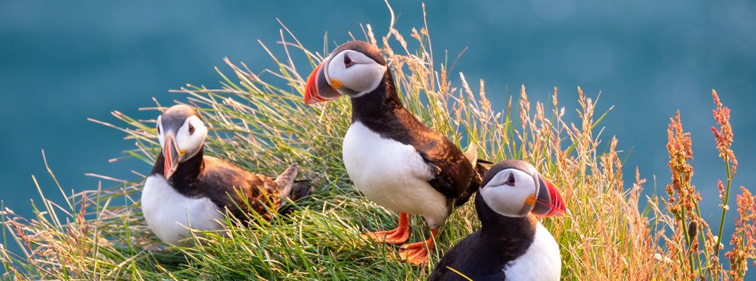 Papageientaucher in Island