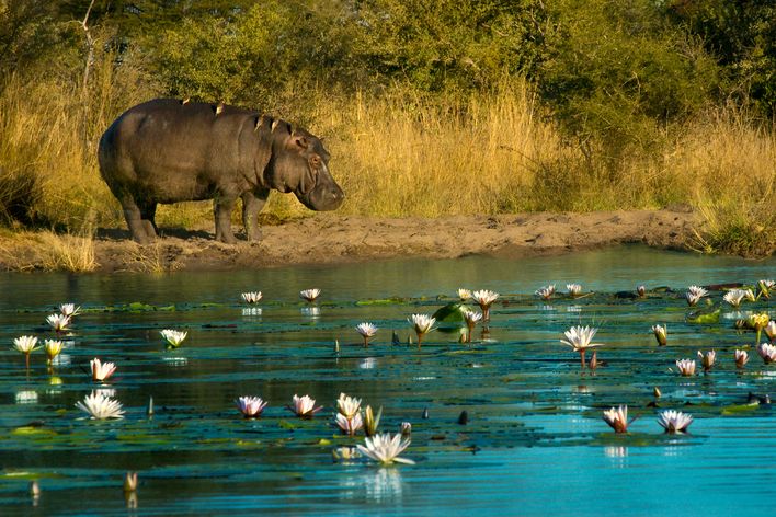 Flusspferd zwischen Seerosen im wasserreichen Caprivi-Streifen in Namibia