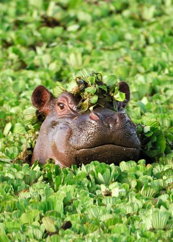 Nilpferd in Kenia