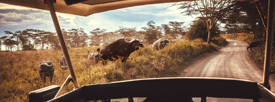 Safari im Masai Mara Nationalpark