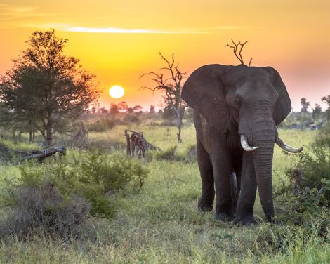Vom Safari-Abenteuer ins Inselglück im AHG Sun Bay Mlilile-0