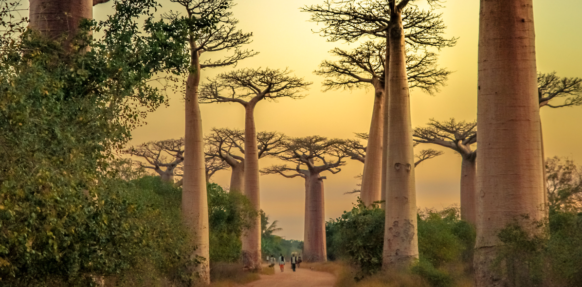 Baobab Allee auf Madagaskar
