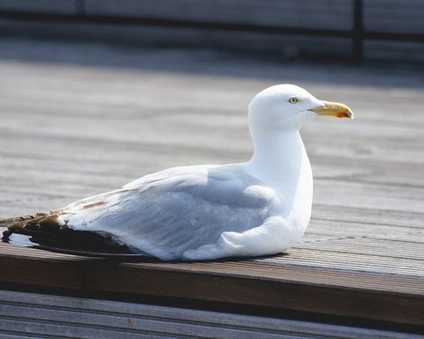 Fahrradabenteuer mit Blick auf das Meer-1