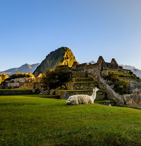 Lamas in Machu Picchu