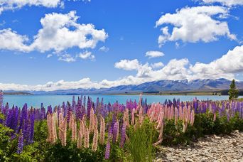 Landschaft mit Lavendelfeld in Neuseeland