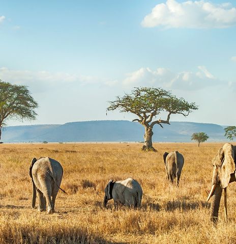 Elefanten im Serengeti Nationalpark