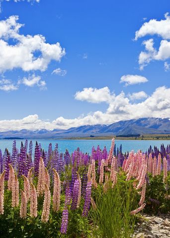 Südinsel Neuseeland Lavendelfeld mit Bergkulissen