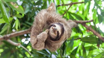 Kletterndes Faultier auf einem Baum in Panama